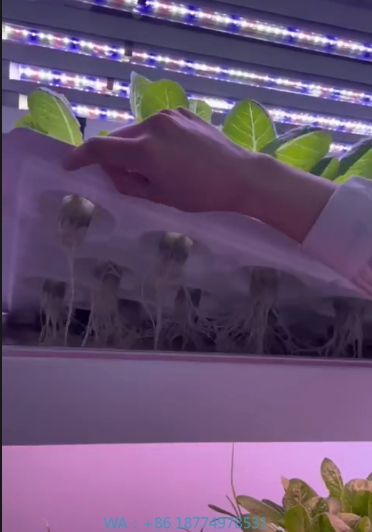 Hydroponic Farming Agriculture - 온실 농업 장비 버섯 채소 과일